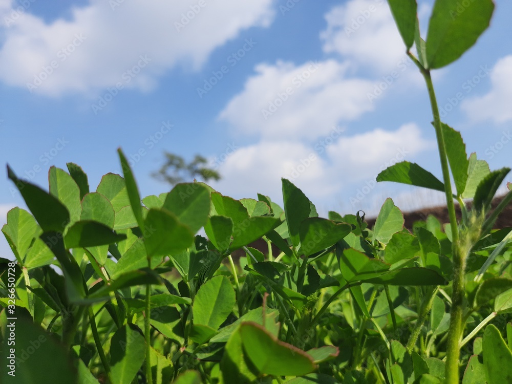 Fenugreek plant in field.green Fenugreek field. green methi.Methi leaves or fenugreek leaves.Fresh Green Fenugreek Leaves . Fenugreek plant in field.green Fenugreek field. green methi.Methi leaves or fenugreek leaves.Fresh Green Fenugreek Leaves .