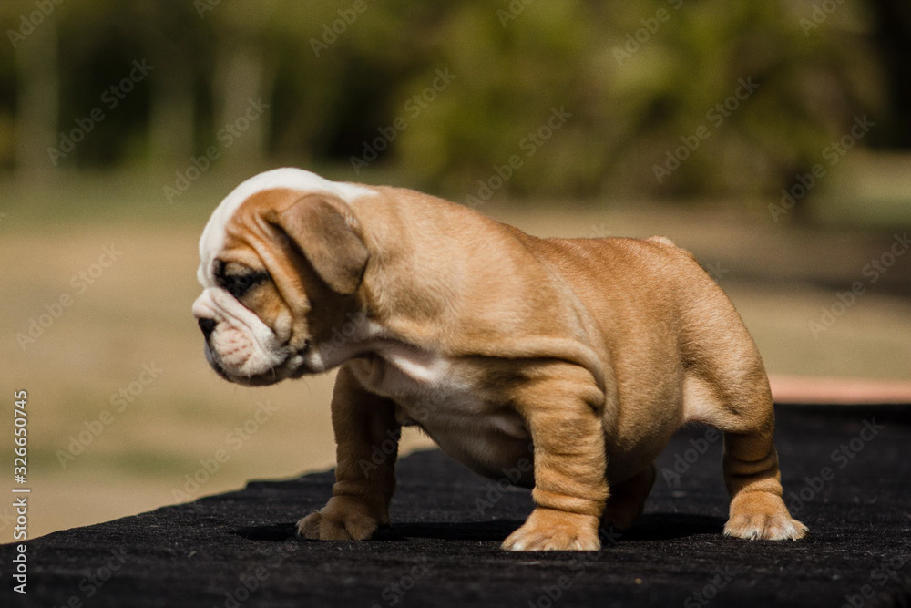 Fototapeta premium Cute French Bulldog Puppy