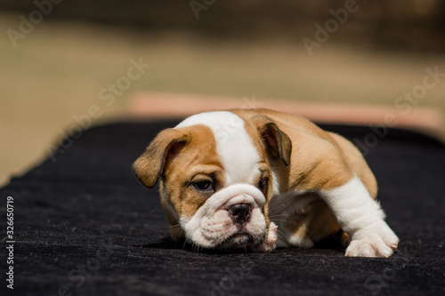 Cute French Bulldog Puppy