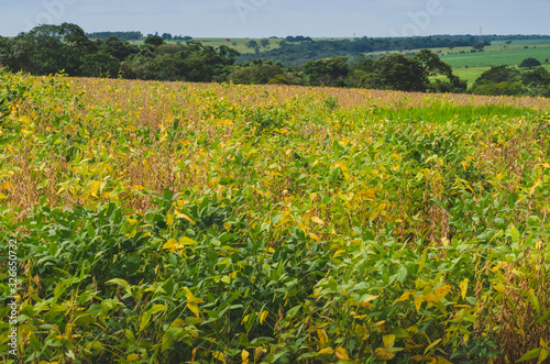 field of sunflowers