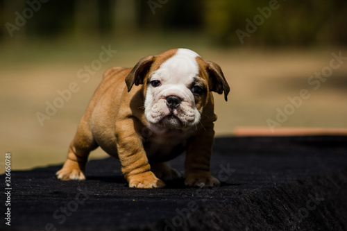 Cute French Bulldog Puppy