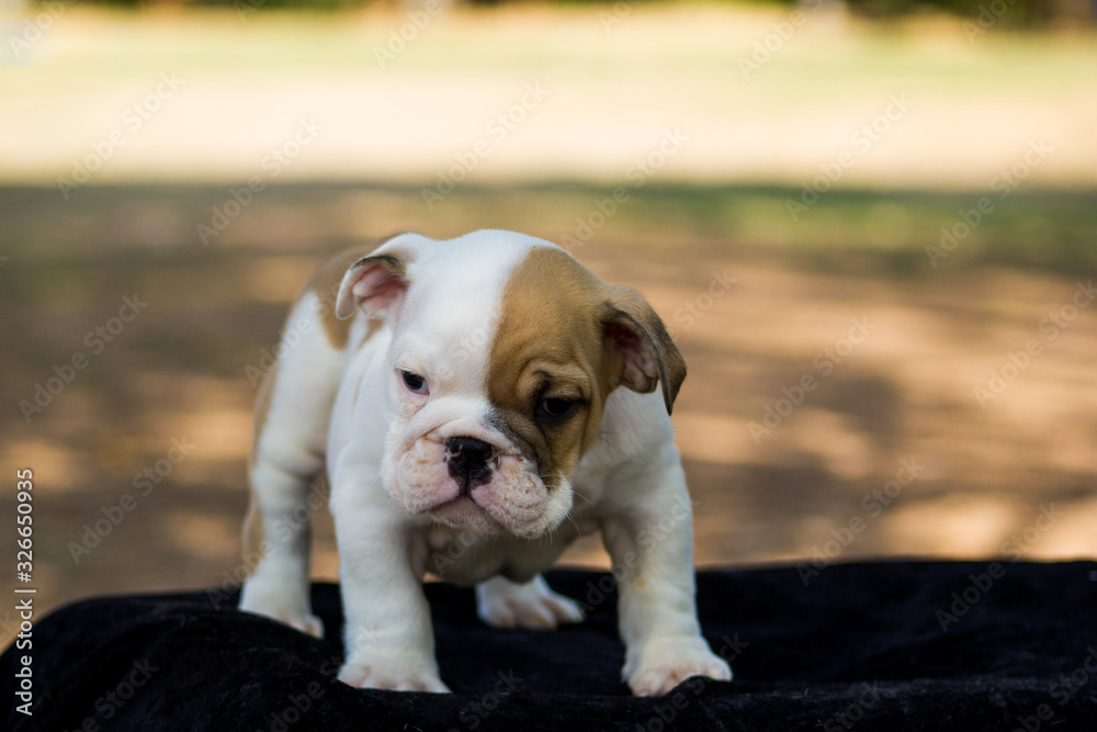 Fototapeta premium Cute French Bulldog Puppy