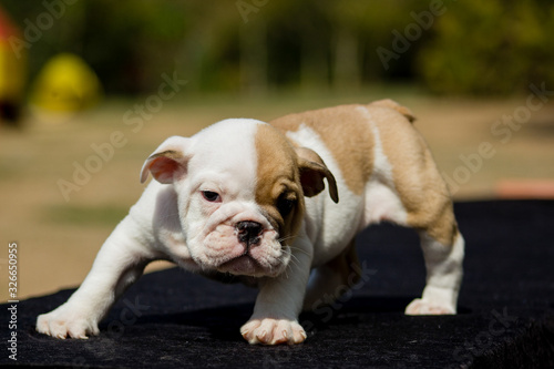 Cute French Bulldog