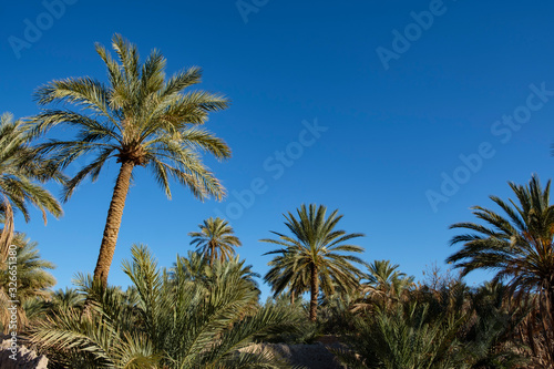 Palm grove in the Figuig oasis in eastern Morocco