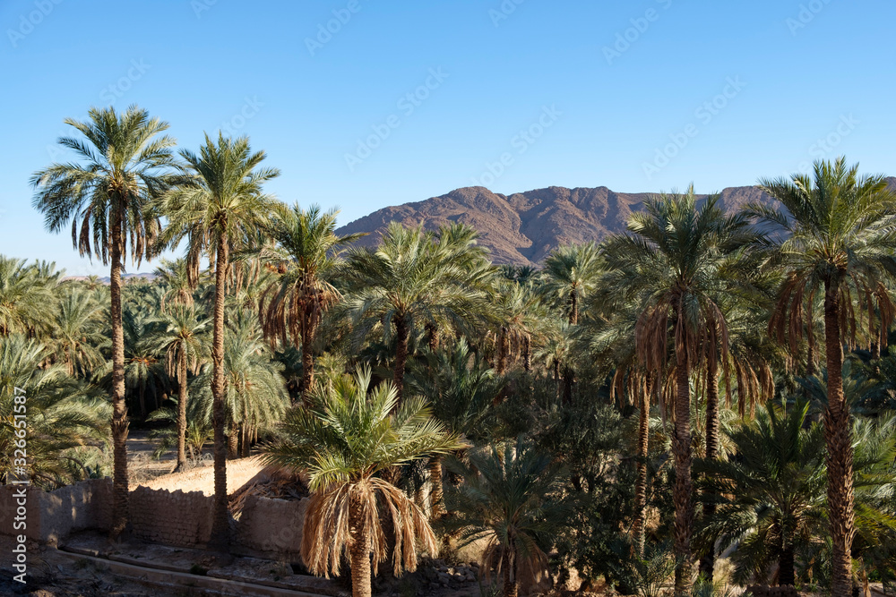 Palm grove in the Figuig oasis in eastern Morocco