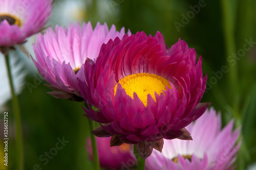 Sydney Australia  closeup of helipterum or everlasting daisies flowers