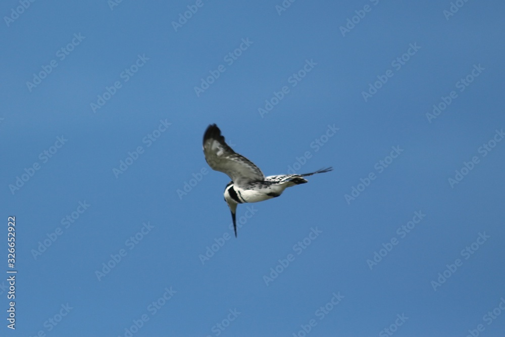 Obraz premium Kingfisher in Tanzania, Lake Victoria