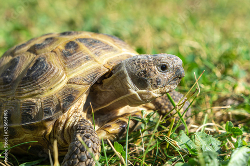 Beautiful close-up of a Russian tortoise or Horsfield tortoise, Agrionemys horsfieldii, lying in the grass.