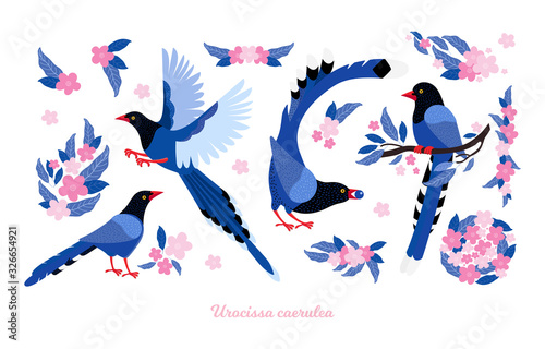 Taiwan azure magpie. Set exotic birds and pink tropical flowers of Taiwan and of Asia. Urocissa caerulea. Cute Blue cartoon bird a in different poses and movements. Hand drawn vector flat illustration