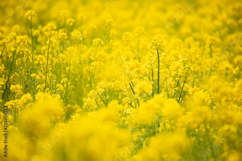 菜の花15