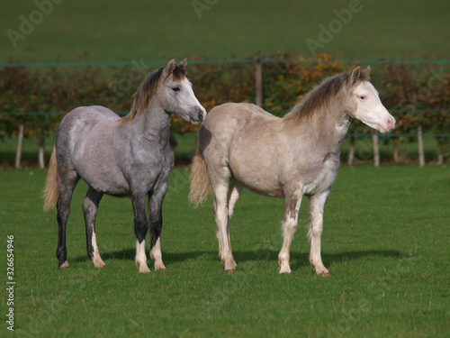 Two Young Ponies photo