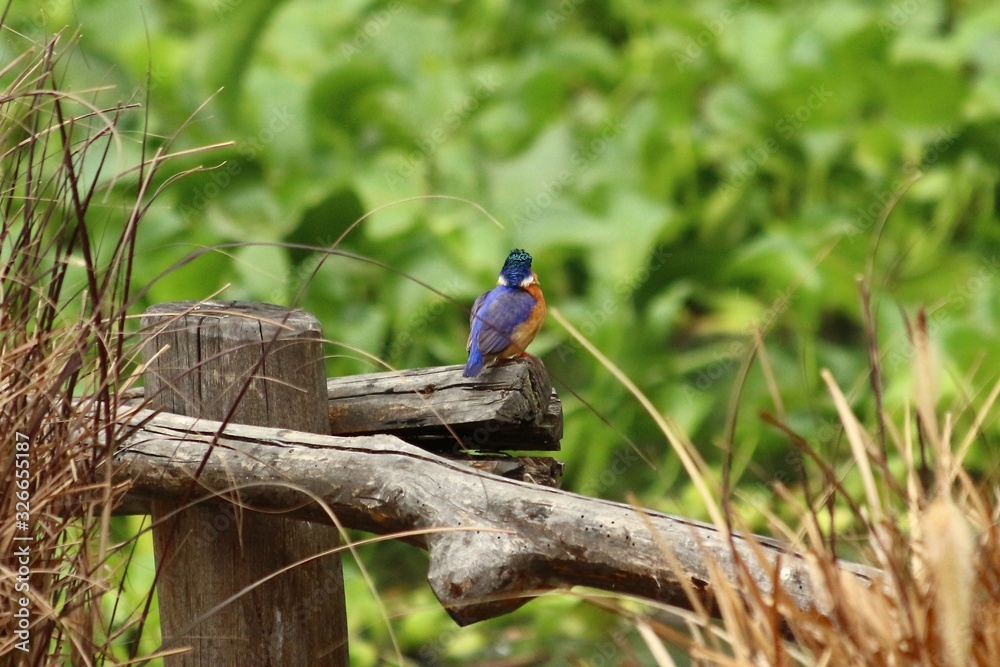 Obraz premium A malachite Kingfisher in Tanzania, Lake Victoria