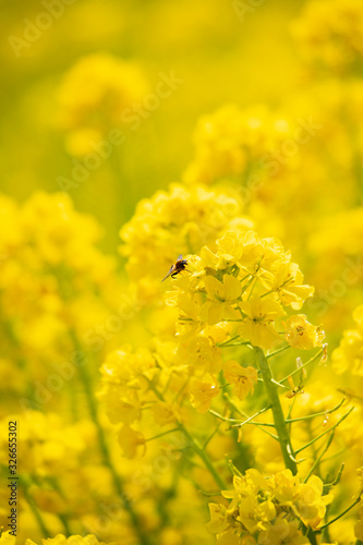 菜の花7