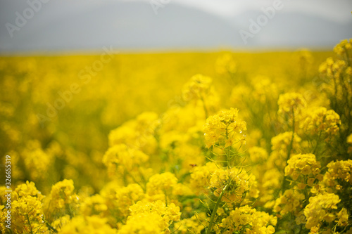 菜の花6