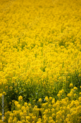 菜の花3
