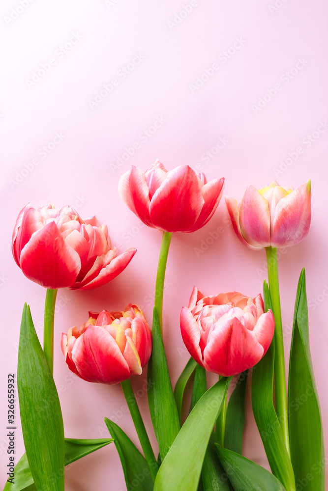 Spring flowers, pink tulips on a pink background.