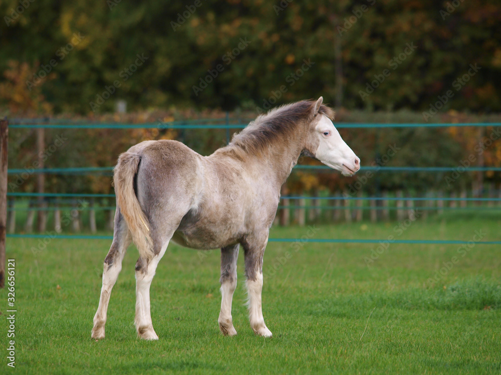 Obraz premium Pretty Welsh Foal