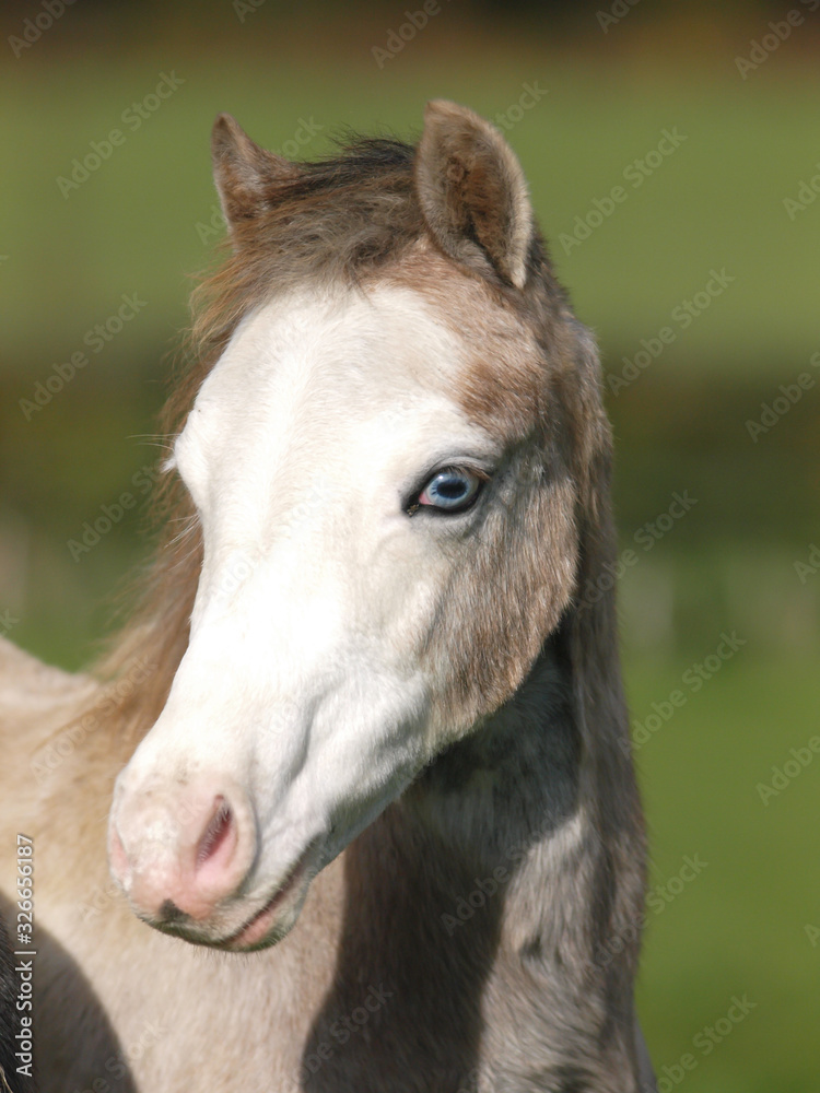 Fototapeta premium Blue Eyed Pony Headshot