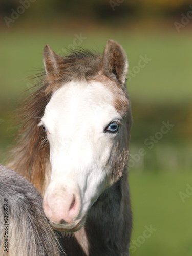 Blue Eyed Pony Headshot © Nigel Baker