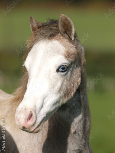 Blue Eyed Pony Headshot