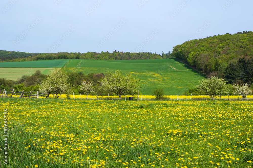 Eine Wiese im Taunus/Deutschland mit blühendem Löwenzahn im Frühling