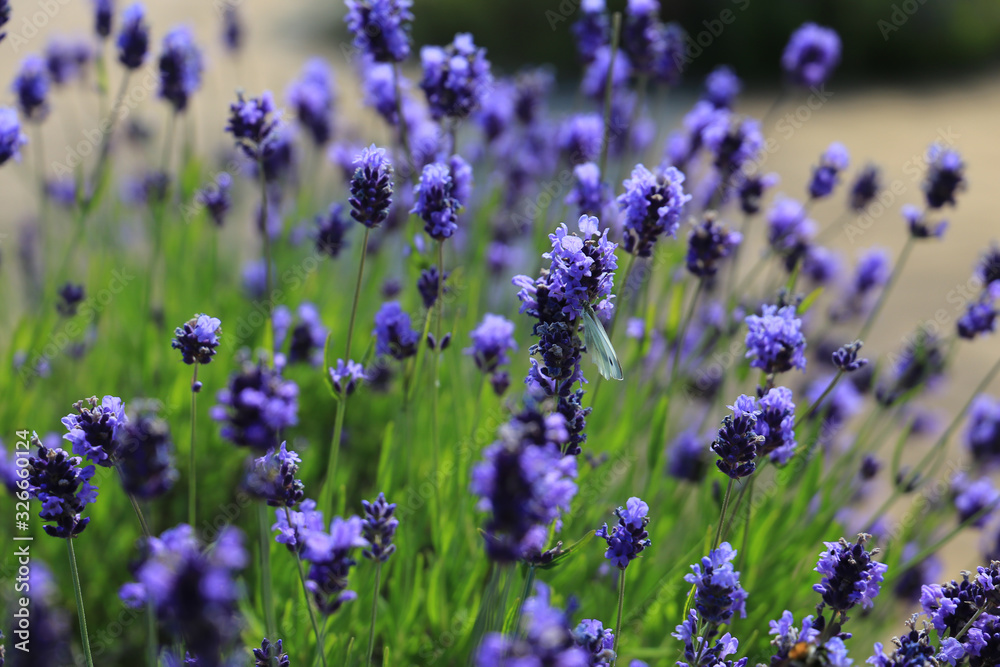 Obraz premium lavender close-up in summer with great colors