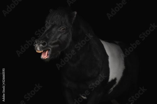 Portrait of a pony on a black background