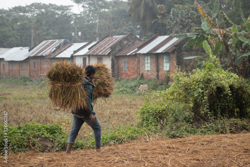 Farmer transporting rice branches  on top of his head 