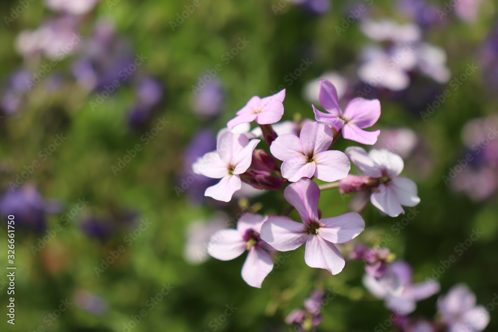 Pink flowers of Hesperis matronalis plant ,common names dame's rocket, dame's-wort, dame's gilliflower, night-scented gilliflower, summer lilac. Dame's rocket in the spring, sunny garden. Pink flowers of Hesperis matronalis plant ,common names dame's rocket, dame's-wort, dame's gilliflower, night-scented gilliflower, summer lilac. Dame's rocket in the spring, sunny garden.