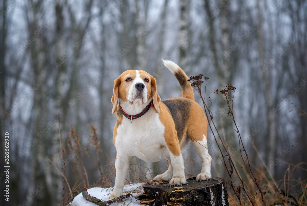 funny Beagle dog playing with a stick in the Park on a winter day in a thick fog
