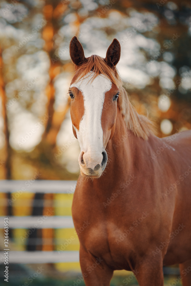 Portrait of a red horse