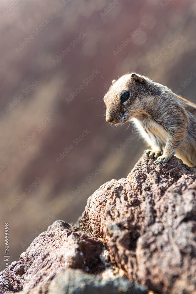 Fototapeta premium Atlashörnchen