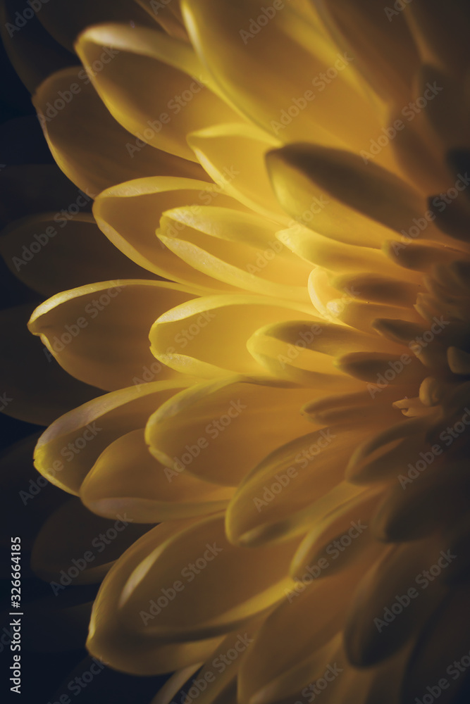 Petals of yellow chrysanthemum close-up. Macro photo. Floral abstract background image. The concept of spring, summer, women's day, mother's day, birthday, holiday, celebration. Copyspace. Petals of yellow chrysanthemum close-up. Macro photo. Floral abstract background image. The concept of spring, summer, women's day, mother's day, birthday, holiday, celebration. Copyspace.