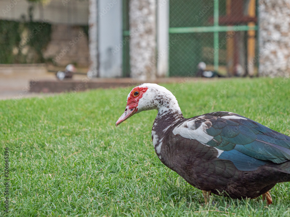 Fototapeta premium duck in the garden close up