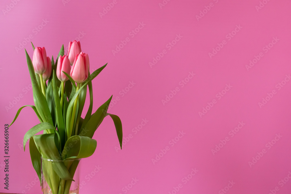 Fresh pink tulip bouquet under natural light in blossom against a pink background