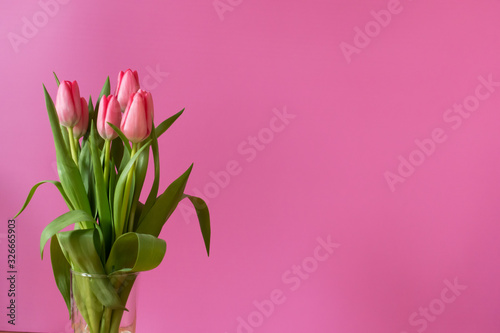 Fresh pink tulip bouquet under natural light in blossom against a pink background © Roberto