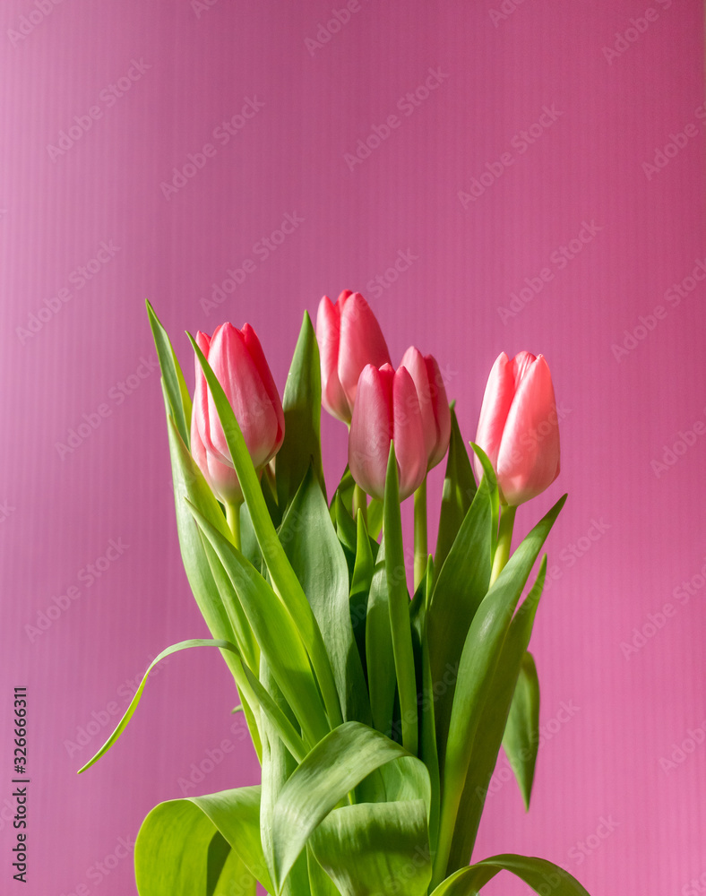 Fototapeta premium Fresh pink tulip bouquet under natural light in blossom against a pink background