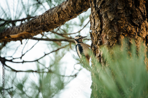Close-up of woodpecker sitting on a tree in forest