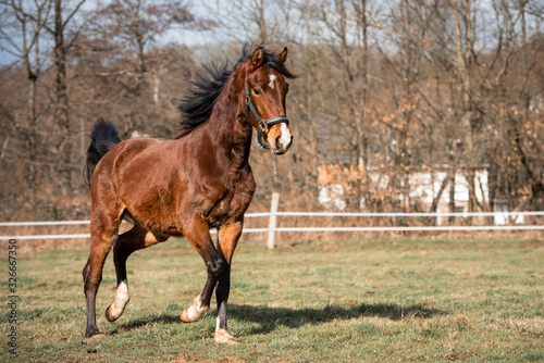 Pony trabt über die Wiese