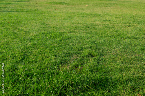 Green grass texture for background. 