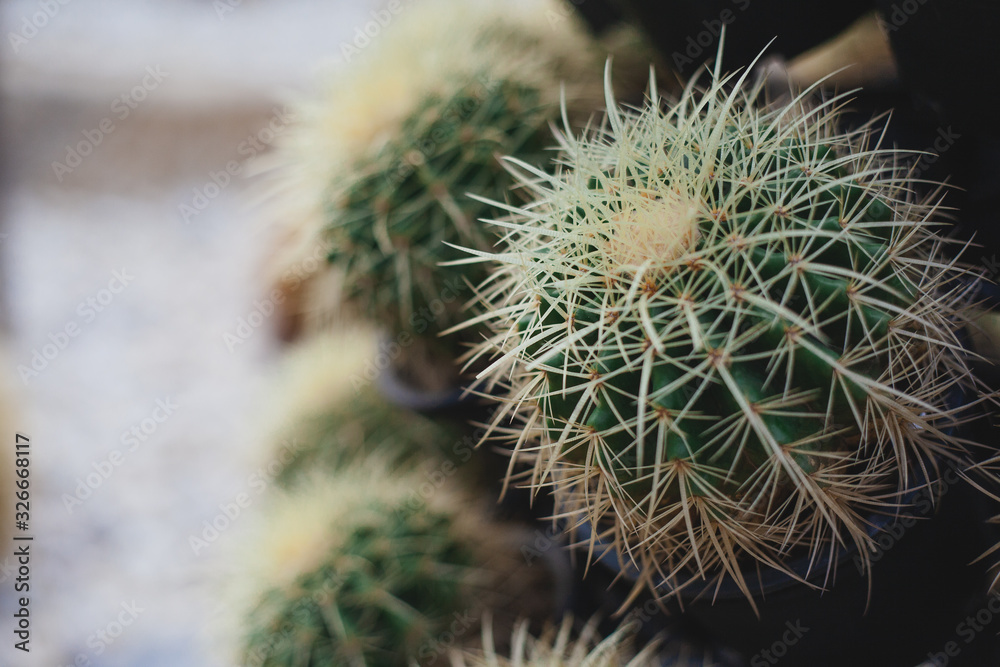 Prickly pear cactus closeup. Garden of exotic plants. herbal medicine Prickly pear cactus closeup. Garden of exotic plants. herbal medicine
