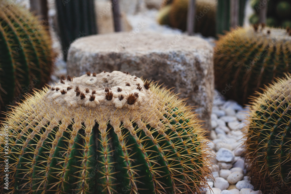 Prickly pear cactus closeup. Garden of exotic plants. herbal medicine Prickly pear cactus closeup. Garden of exotic plants. herbal medicine