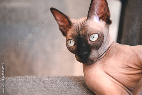 muzzle of a bald cat with wrinkled skin and beautiful eyes, canadian Sphynx, © Elena