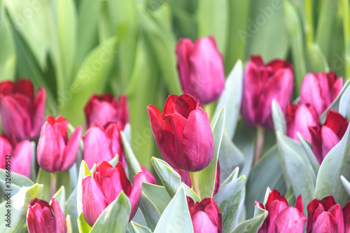 Close-up pink tulips with green leaves.