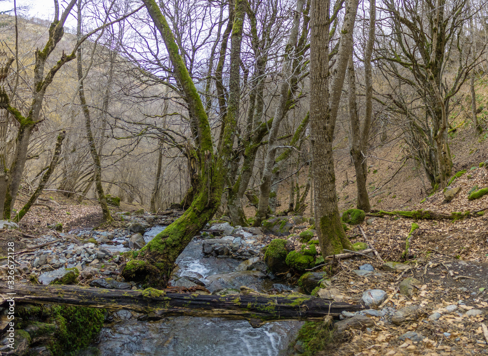 Autumnal forest with many trees and stream of water Autumnal forest with many trees and stream of water