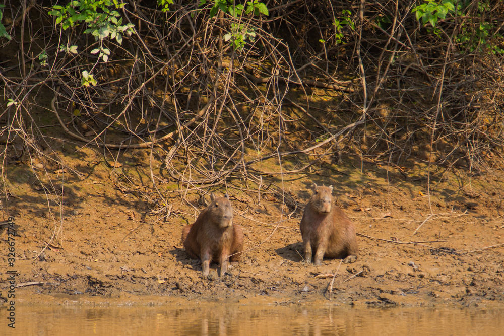 The Capibara of the Bolivian forest The Capibara of the Bolivian forest