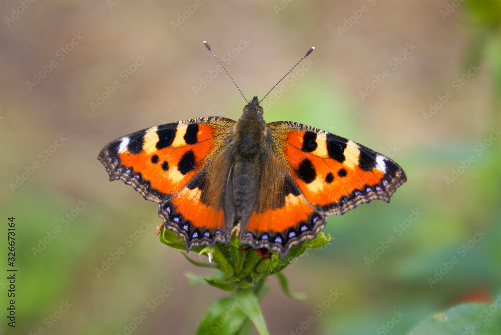 Butterfly collects honey from flowers Butterfly collects honey from flowers