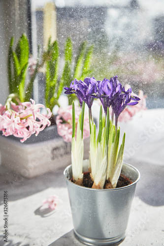 Beautiful flowering irises in a pot on a window sill