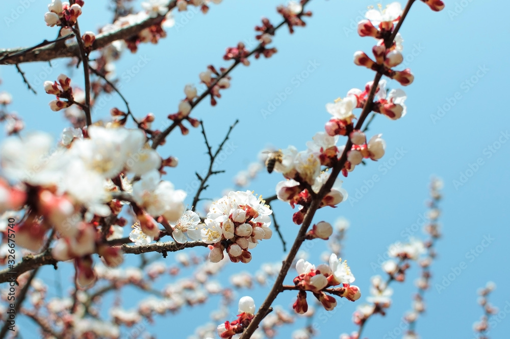 Apricot tree flowers with soft focus. Spring white flowers on a tree branch. Template for design. Apricot tree in bloom. Spring, seasons, white flowers of an apricot tree close-up. Apricot tree flowers with soft focus. Spring white flowers on a tree branch. Template for design. Apricot tree in bloom. Spring, seasons, white flowers of an apricot tree close-up.