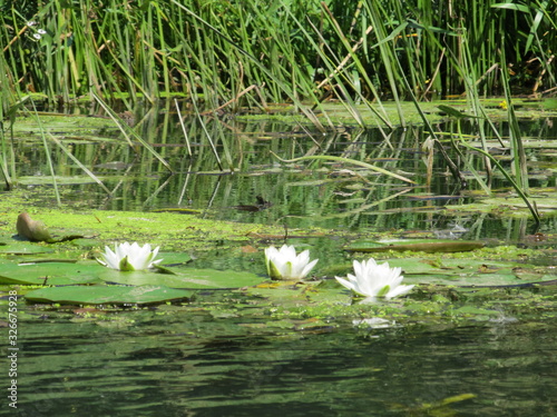 white lily on a lake on sunny day